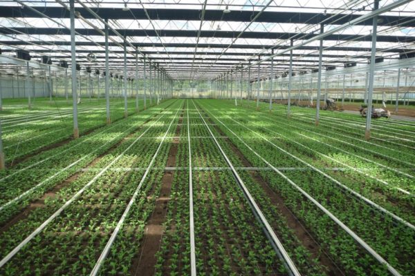design energy efficient greenhouse and model climate with Hortinergy