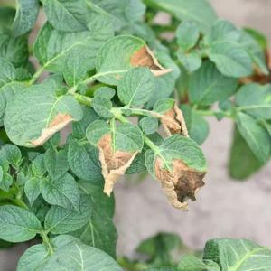 Plant Disease